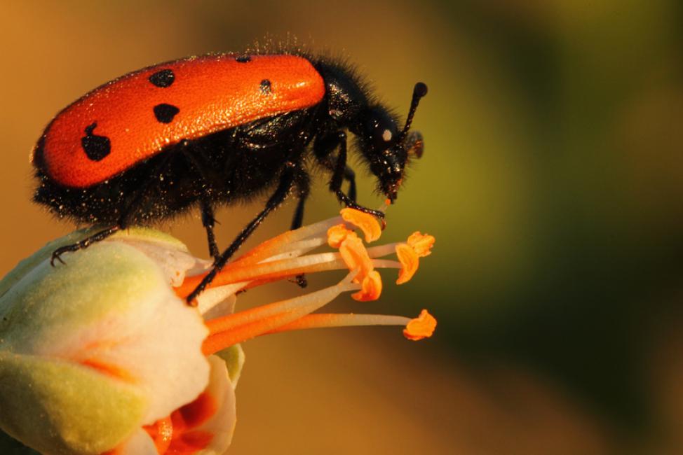 Imagen 12 de la galería de Macrofografía